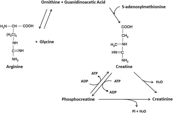 creatine breaks down to creatinine