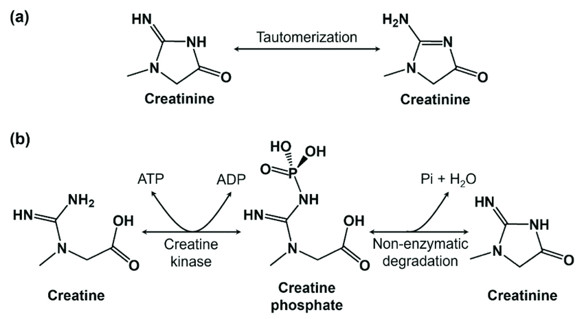 creatinine breaks down to creatinine